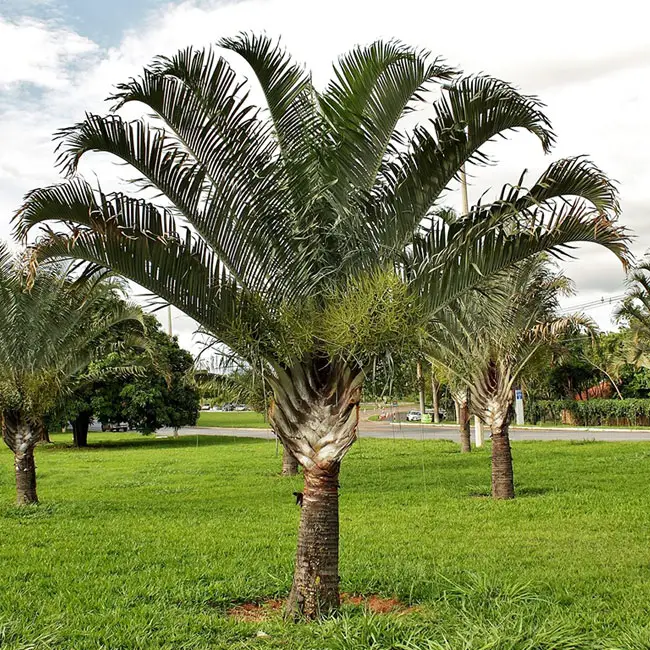 Triangle Palm Tree (Dypsis decaryi).