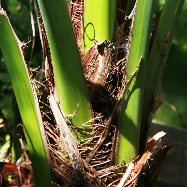  True Date Palm Tree (Phoenix dactylifera) stems