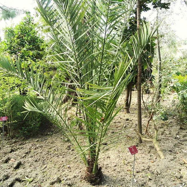 Newly planted  True Date Palm Tree (Phoenix dactylifera)