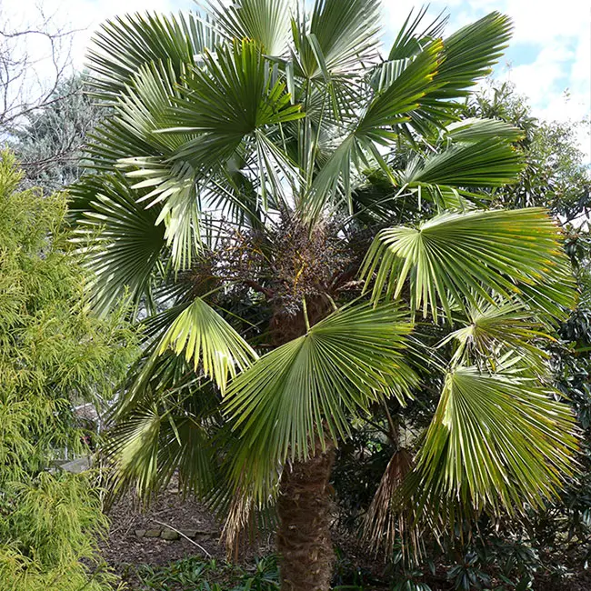 Windmill Palm Tree (Trachycarpus fortunei). 
