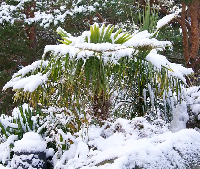 Windmill Palm Tree (Trachycarpus fortunei) covered with snow