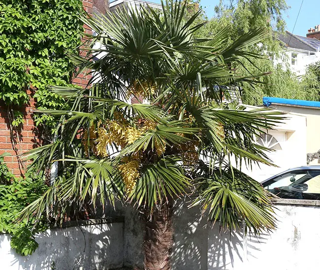 Windmill Palm Tree (Trachycarpus fortunei)