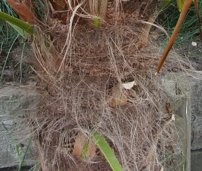 Windmill Palm Tree (Trachycarpus fortunei) trunk