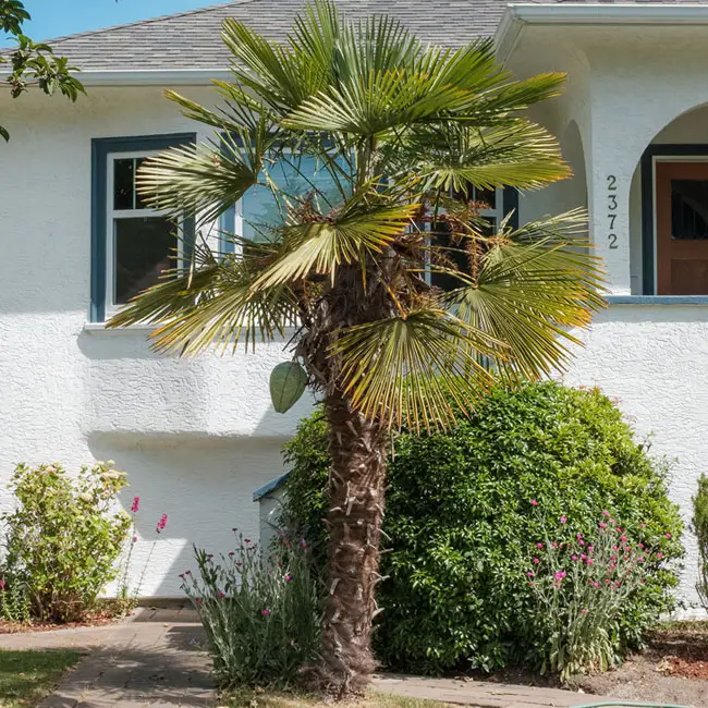 Windmill Palm Tree (Trachycarpus fortunei).