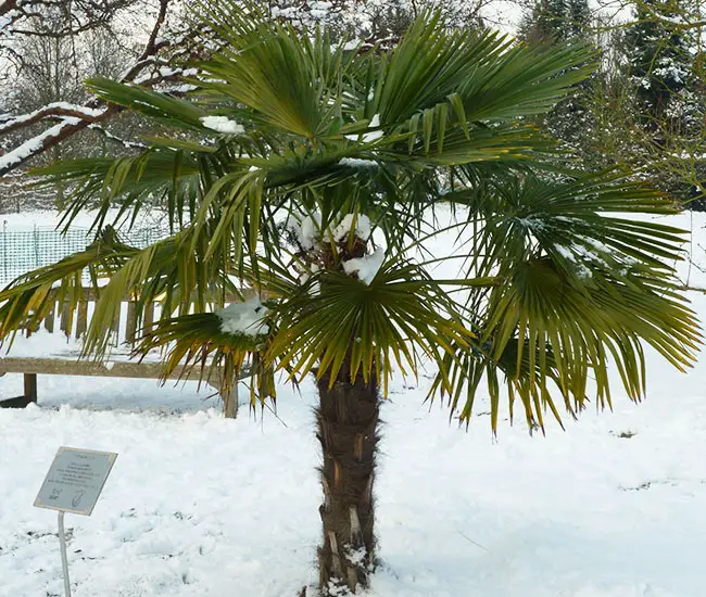 Windmill Palm Tree (Trachycarpus fortunei) in snow