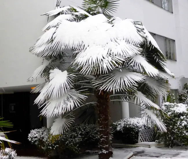 Windmill Palm Tree (Trachycarpus fortunei) under snow