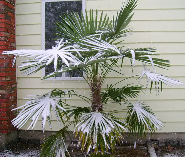 Windmill Palm Tree (Trachycarpus fortunei) under snow