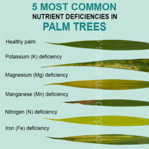 nutrient deficiency potassium