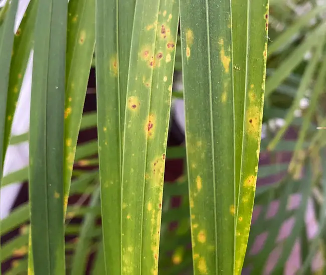 Sick Areca Palm Tree (Chrysalidocarpus lutescens or Dypsis lutescens).