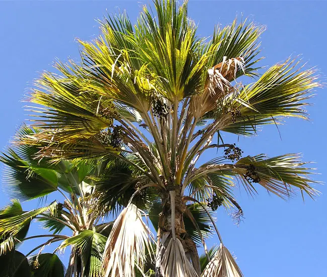 Sick palm tree picture.