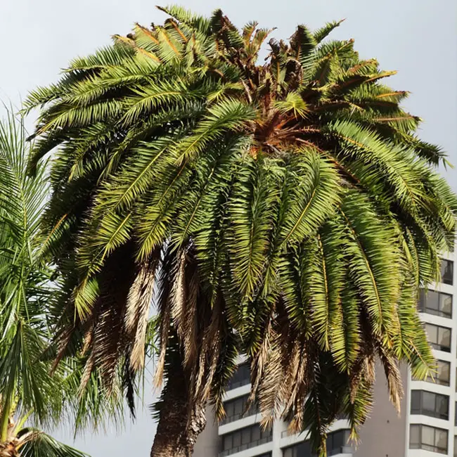 Sick palm tree