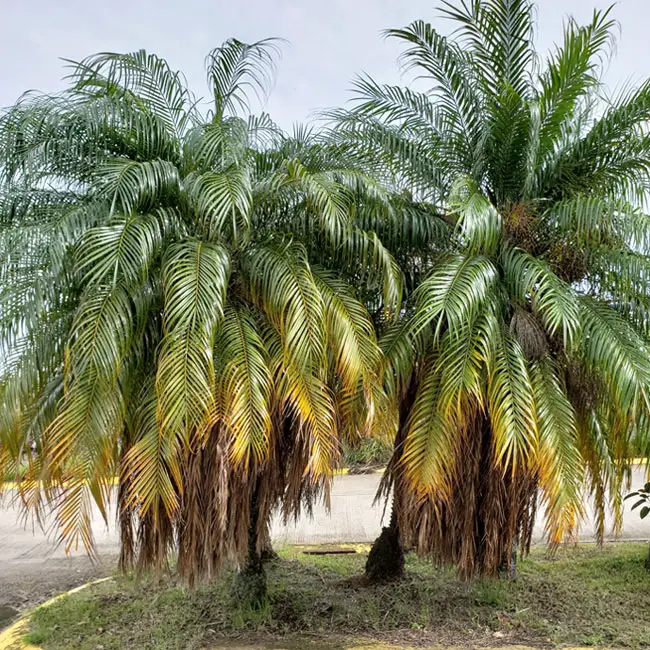 Pygmy Date Palm Trees (Phoenix roebelenii) with deficiencies of Magnesium (Mg) and Potassium (K).