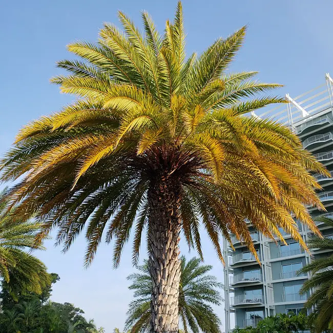 Sylvester Date Palm (Phoenix sylvestris)