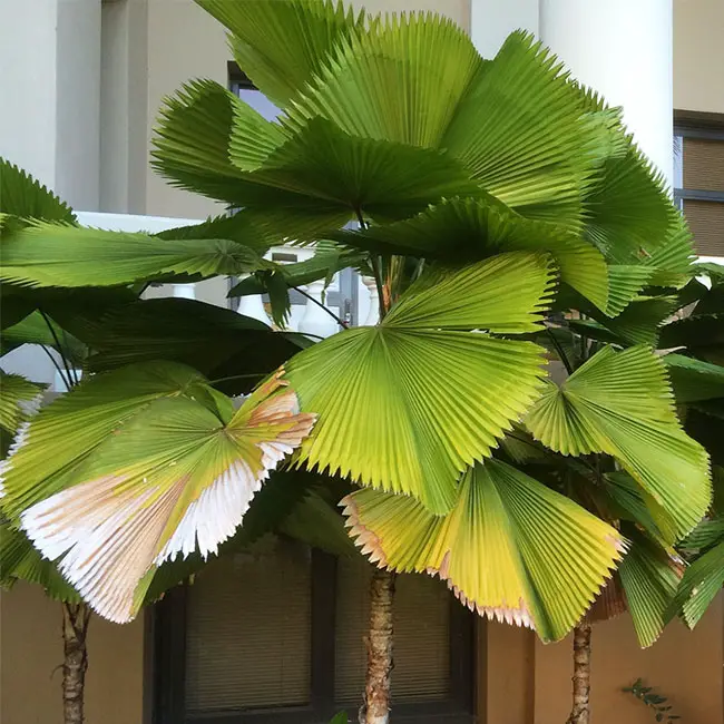 Ruffled Fan Palm Tree (Licuala grandis) with Potassium (K) Deficiency. 