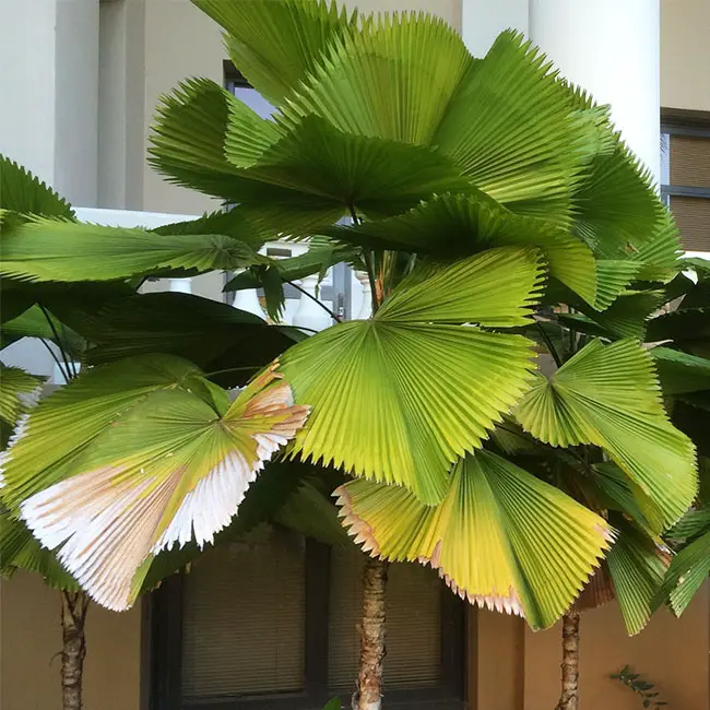 Ruffled Fan Palm Tree (Licuala grandis) with Potassium (K) Deficiency.