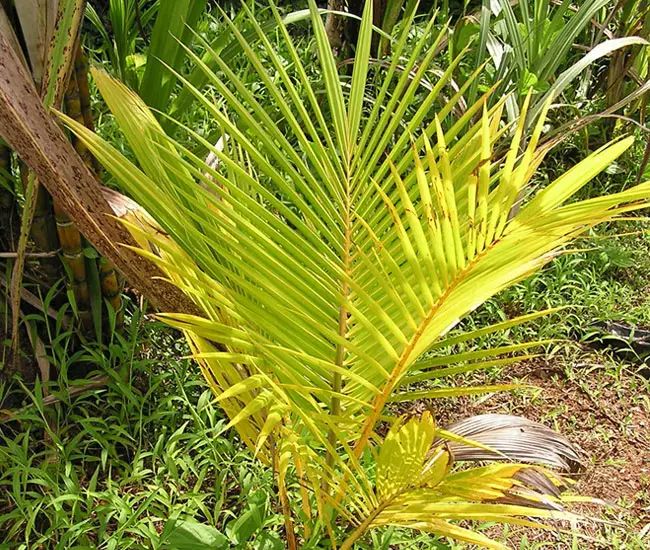 Nitrogen deficiency on Coconut Palm Tree (Cocos nucifera). 