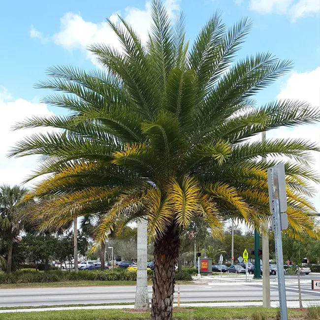 Magnesium deficiency on True Date Palm Tree (Phoenix dactylifera).