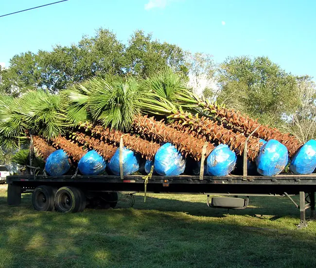 palmtreetransplantshock1 Florida Palm Trees