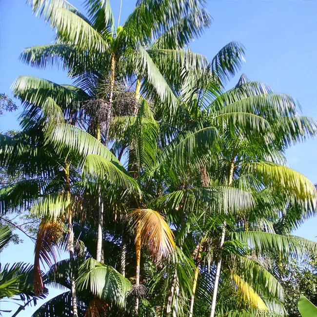 Acai Palm (Euterpe oleracea). 