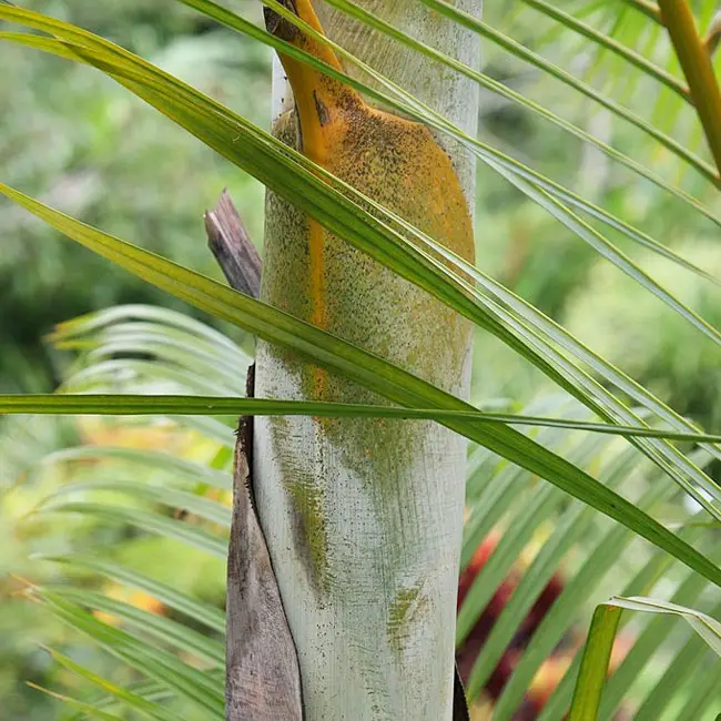 Areca Palm (Chrysalidocarpus lutescens or Dypsis lutescens) trunk.