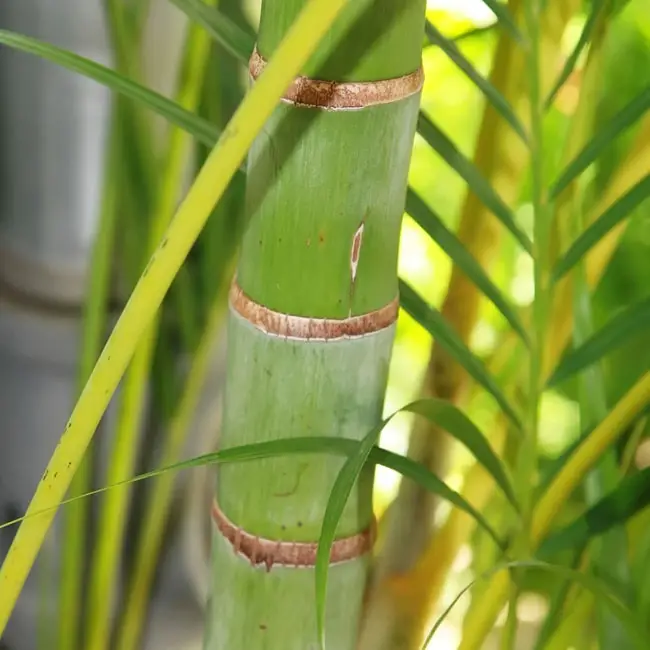 Areca Palm (Chrysalidocarpus lutescens or Dypsis lutescens) trunk.