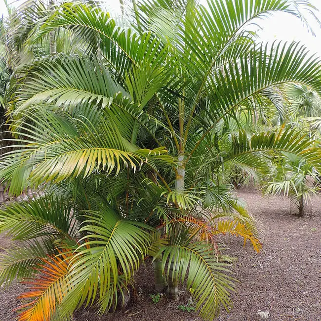 Areca Palm (Chrysalidocarpus lutescens or Dypsis lutescens).