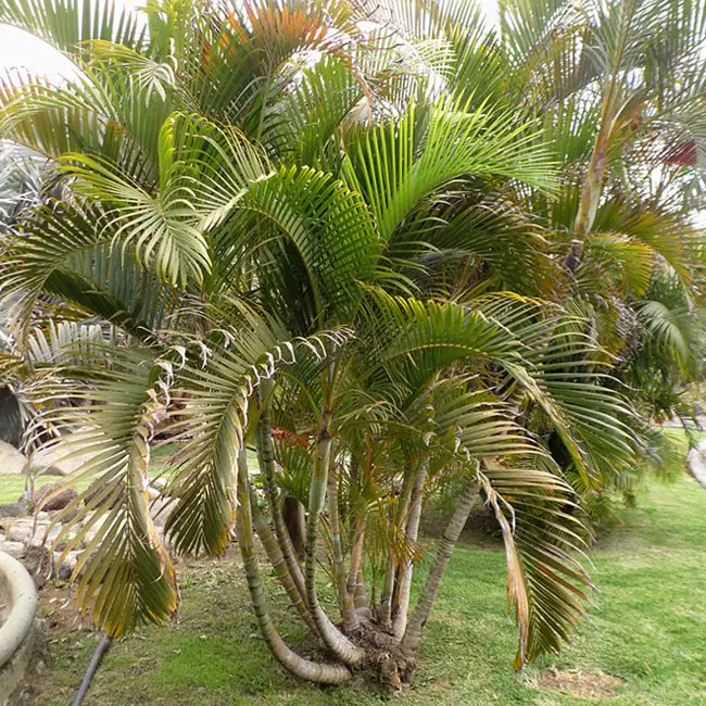 Areca Palm (Chrysalidocarpus lutescens or Dypsis lutescens).