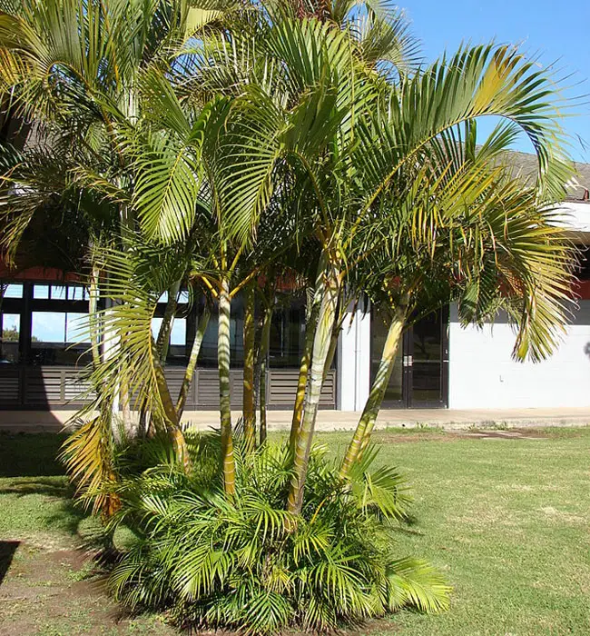 Areca Palm (Chrysalidocarpus lutescens or Dypsis lutescens).