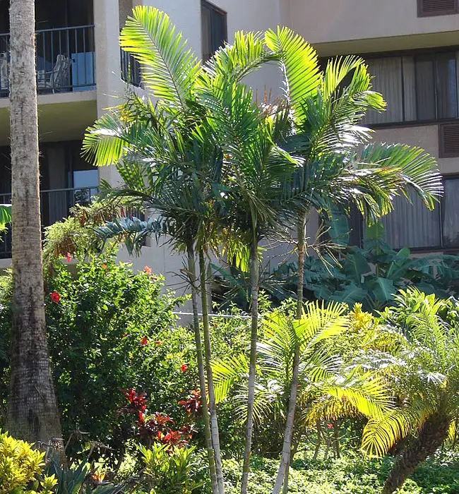 Areca Palm (Chrysalidocarpus lutescens or Dypsis lutescens). 