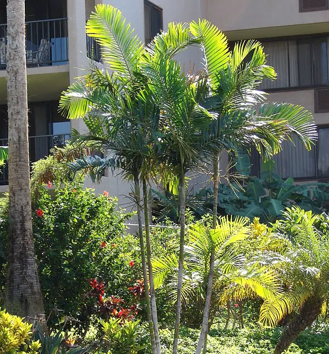 Areca Palm (Chrysalidocarpus lutescens or Dypsis lutescens).