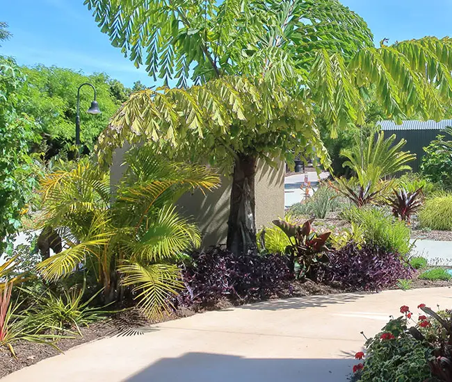 Areca Palm (Chrysalidocarpus lutescens or Dypsis lutescens).