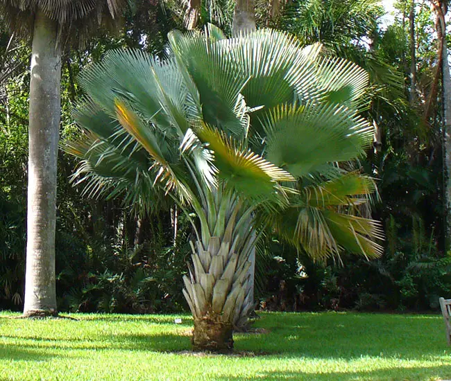 Bailey Copernicia Palm (Copernicia baileyana). 