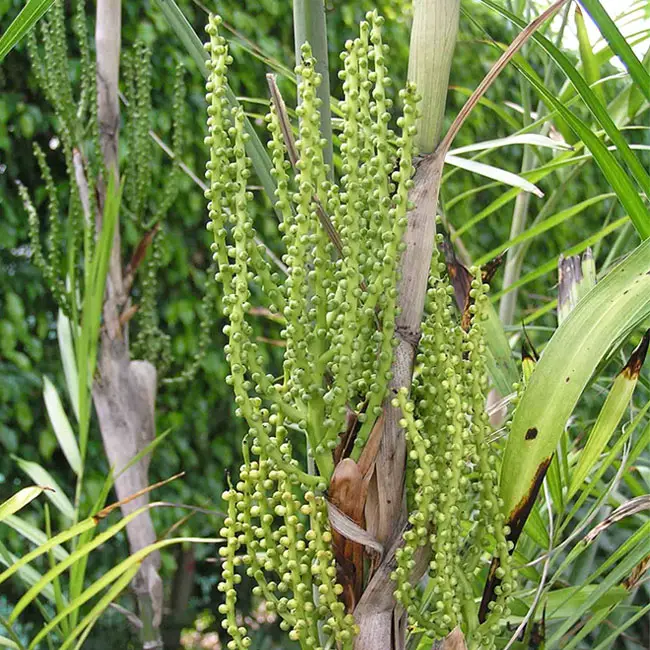 Bamboo Palm (Chamaedorea seifrizii) fruits.