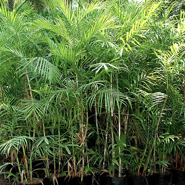 Bamboo Palm (Chamaedorea seifrizii).