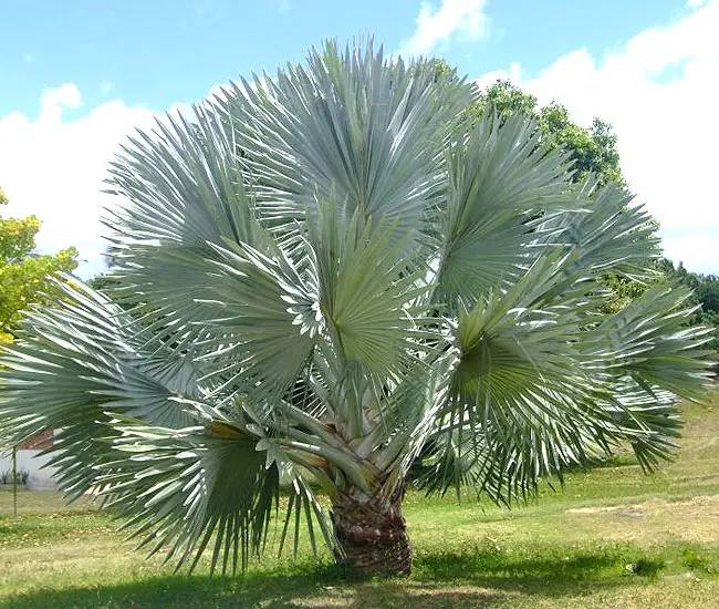 Bismarck Palm Tree (Bismarckia nobilis)