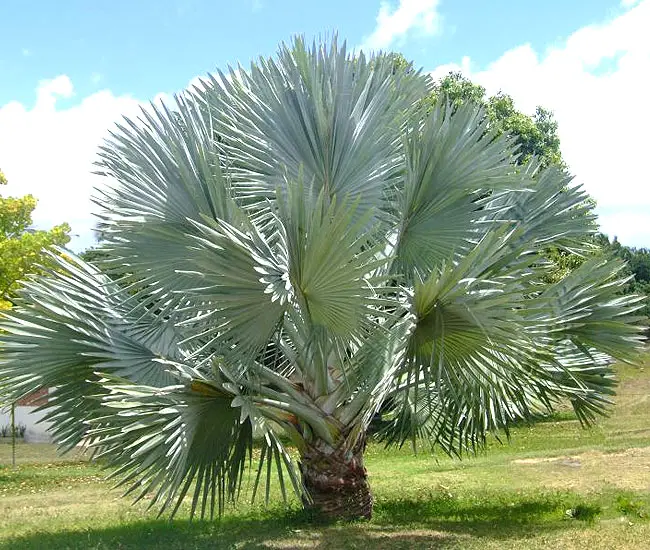 Bismarck Palm Tree (Bismarckia nobilis). 