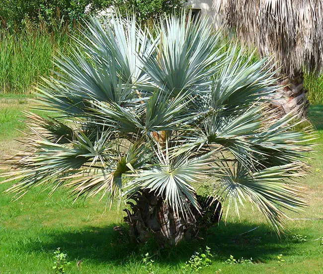 Blue Hesper Palm Tree (Brahea armata).