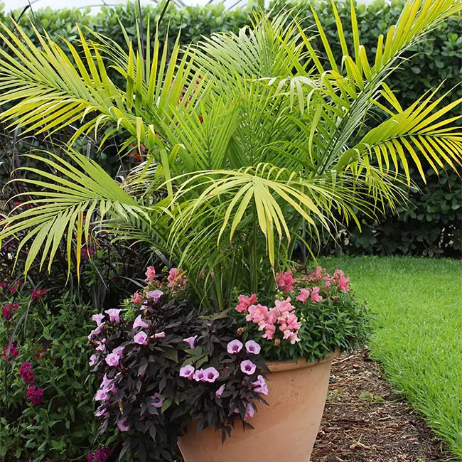 Picture of container Majesty Palm together with pink flowers at the base