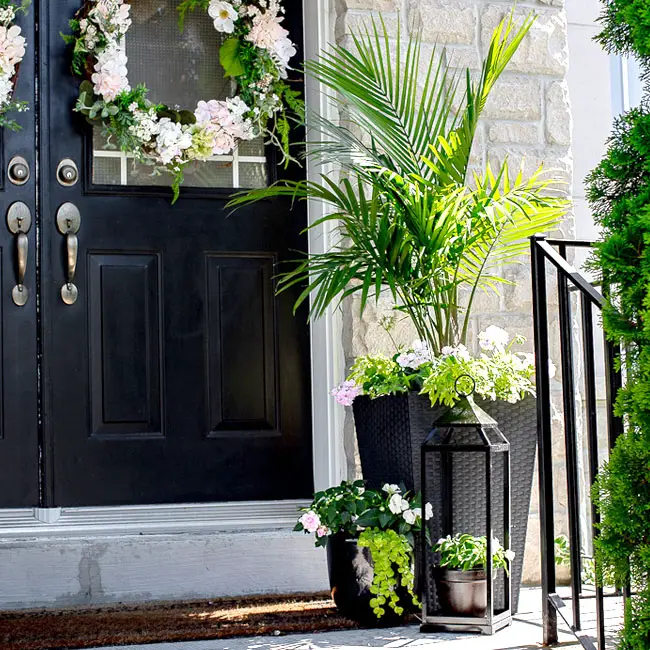 Picture of Majesty Palm in a container by the front door.