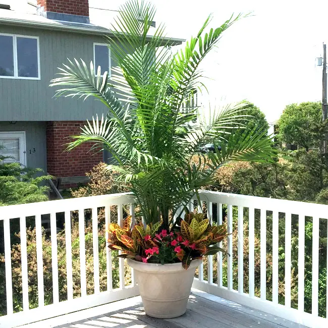 Picture of potted Majesty Palm in combination with other tropical plants.