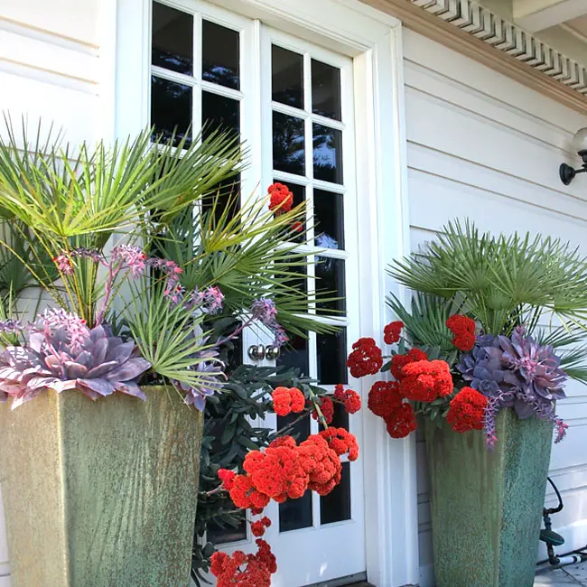 containerpalmtreesideas650x650e Florida Palm Trees