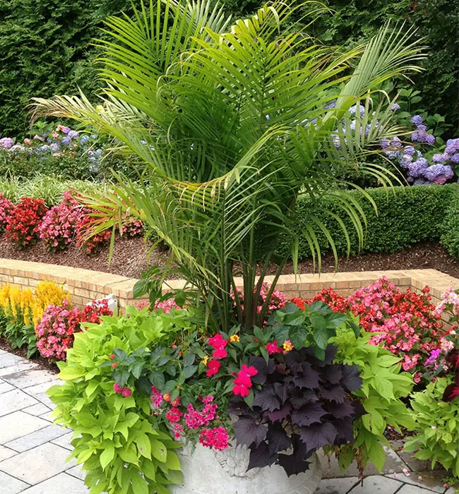 Picture of potted Majesty Palm together with colorful flowers and cascading plants. 