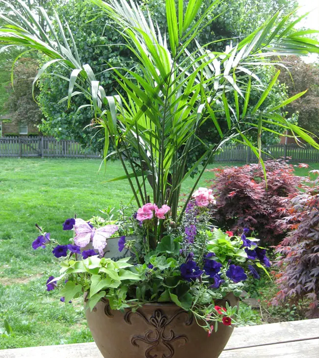 Picture of Areca Palm in the container with beautiful purple flowers.