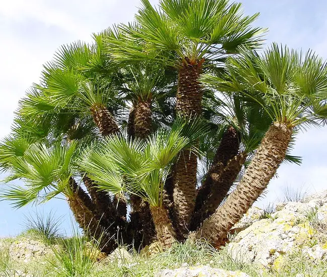 European Fan Palm Tree (Chamaerops humilis)