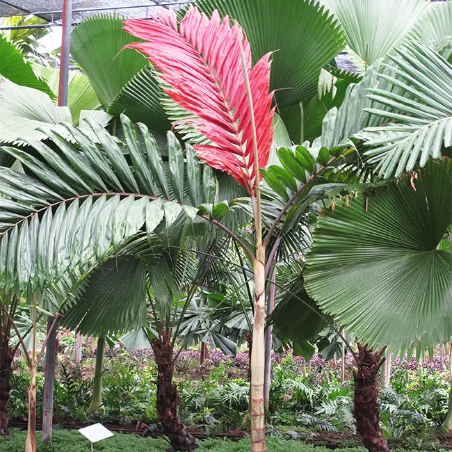 Flame Thrower Palm (Chambeyronia macrocarpa). 