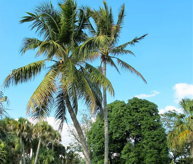 floridapalmtrees650x550a Florida Palm Trees