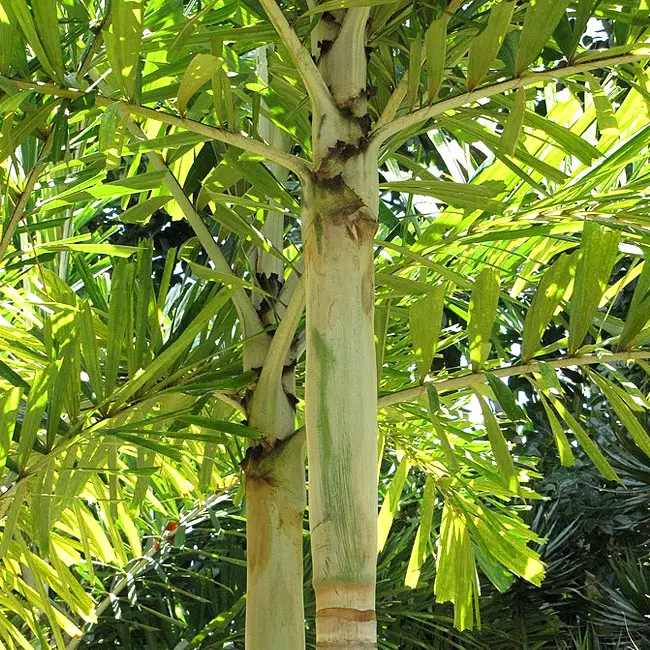 Foxtail Palm (Wodyetia bifurcata)