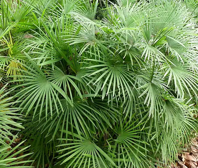 Jade Empress Palm Tree (Rhapis multifida). P