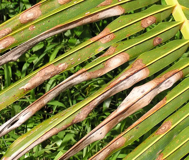 Leaf Spot on Coconut Palm