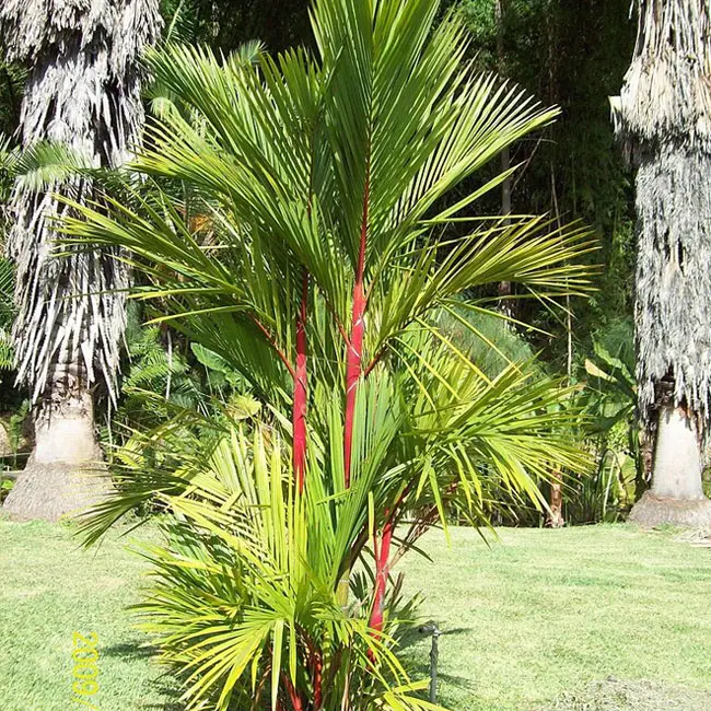 Lipstick Palm Tree (Cyrtostachys renda).
